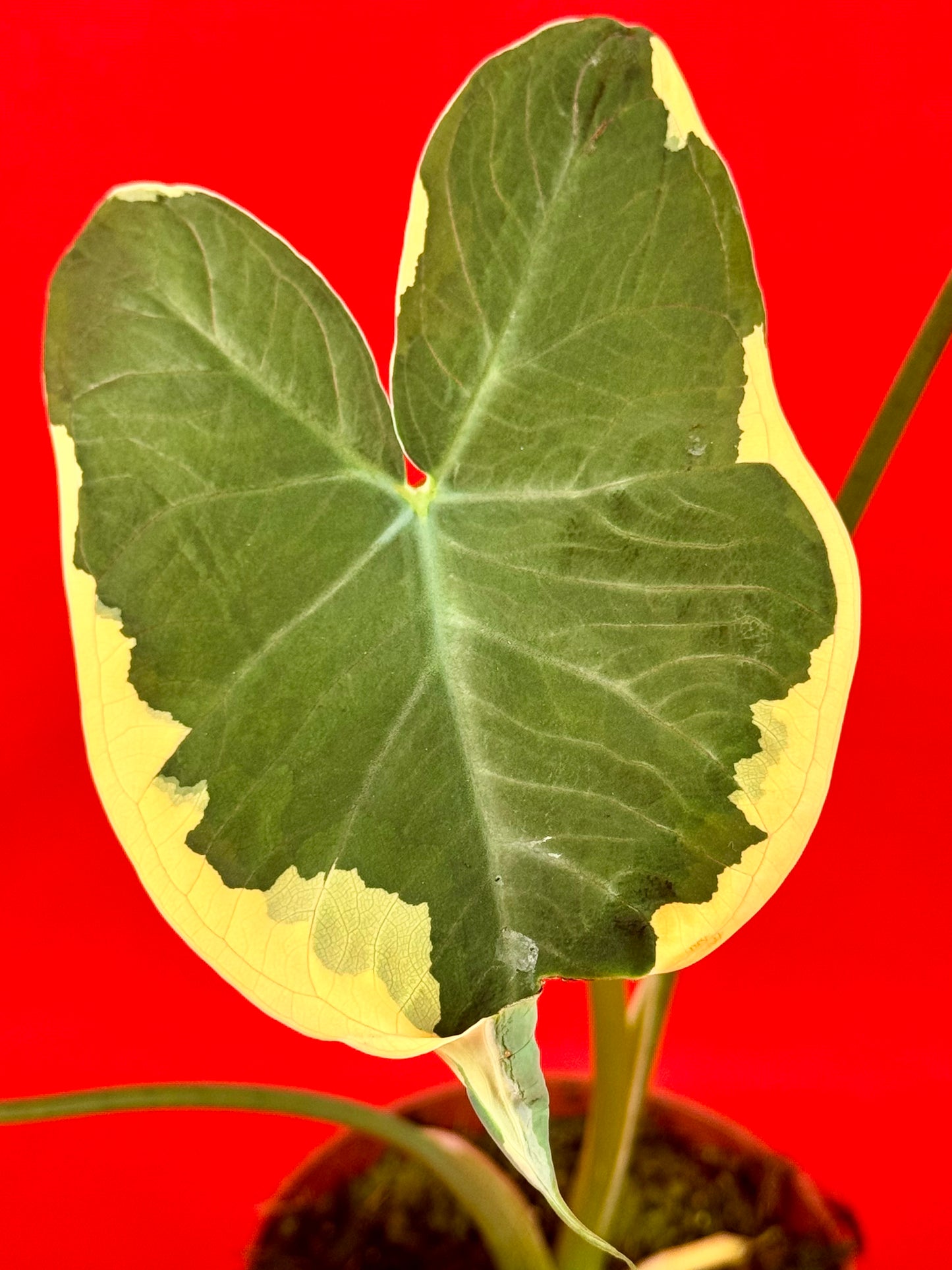 Xanthosoma sagittifolium 'Variegatum Monstrosum'