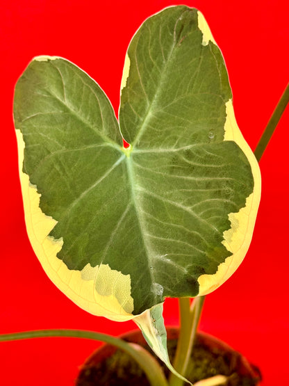 Xanthosoma sagittifolium 'Variegatum Monstrosum'