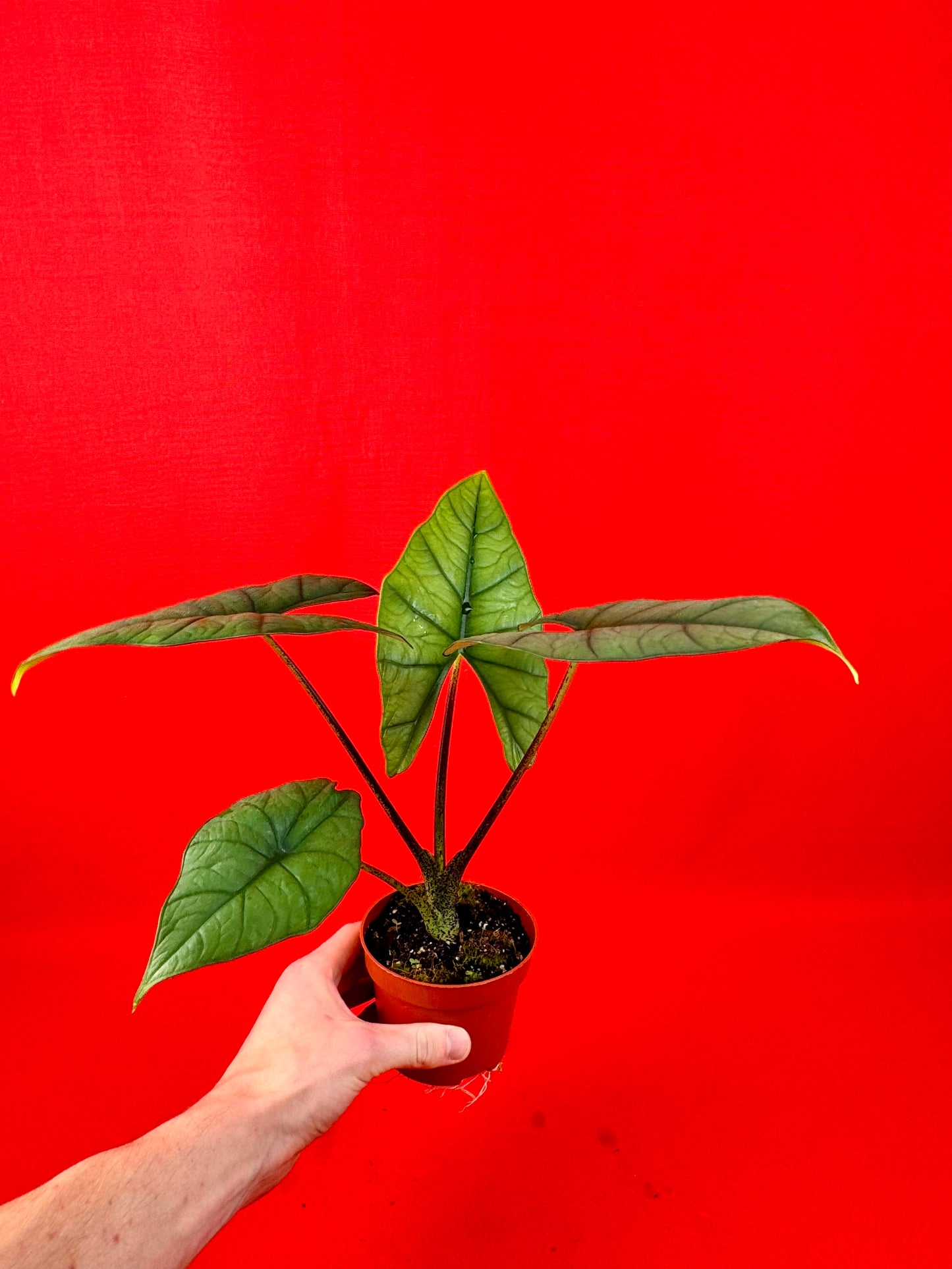 Alocasia Bisma Silver