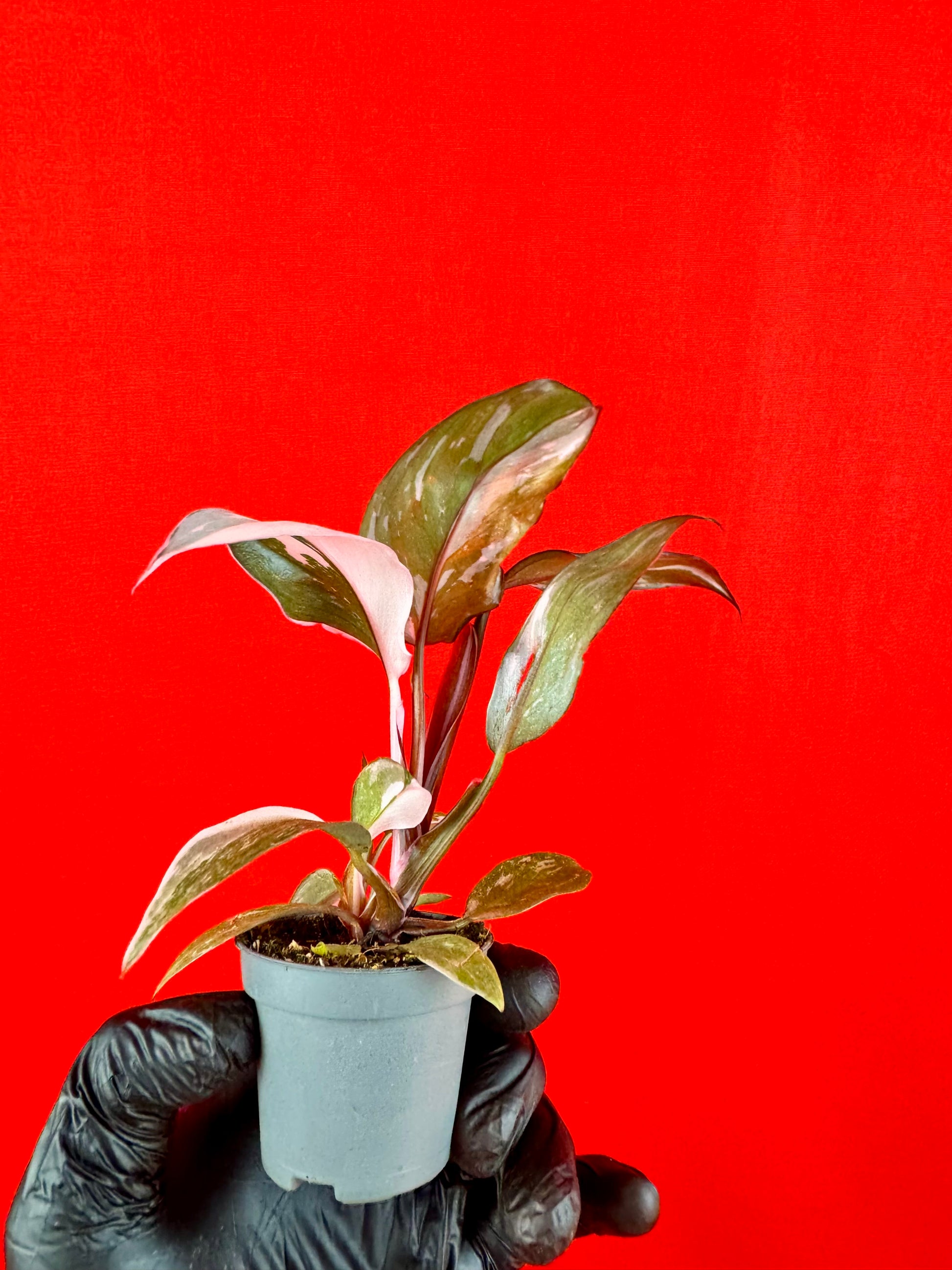 philodendron anderson's red Philodendron Red Anderson (s)