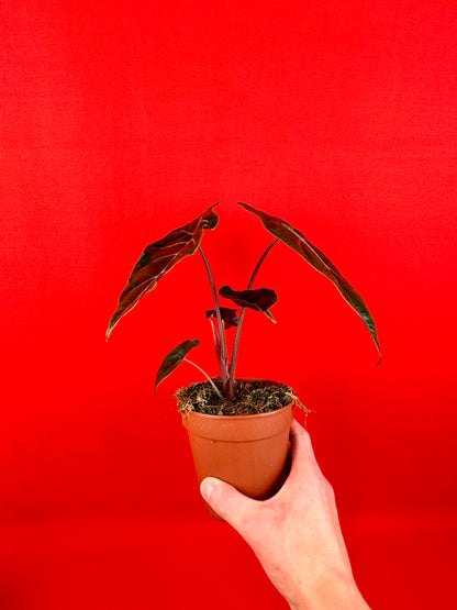 Alocasia chantrieri