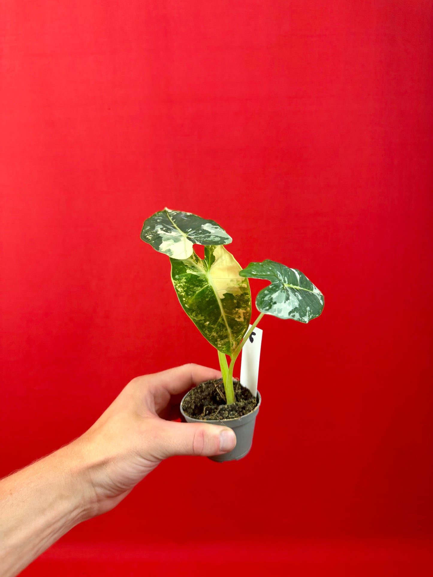 Alocasia micholitziana 'Frydek Variegata' (s)