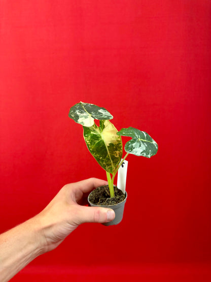 Alocasia micholitziana 'Frydek Variegata' (s)