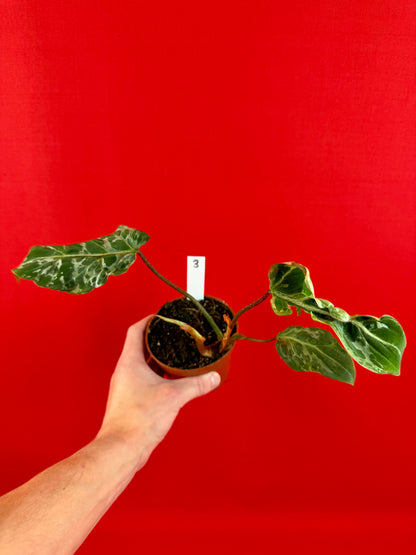 Philodendron Gloriosum ‘Snow Leopard’