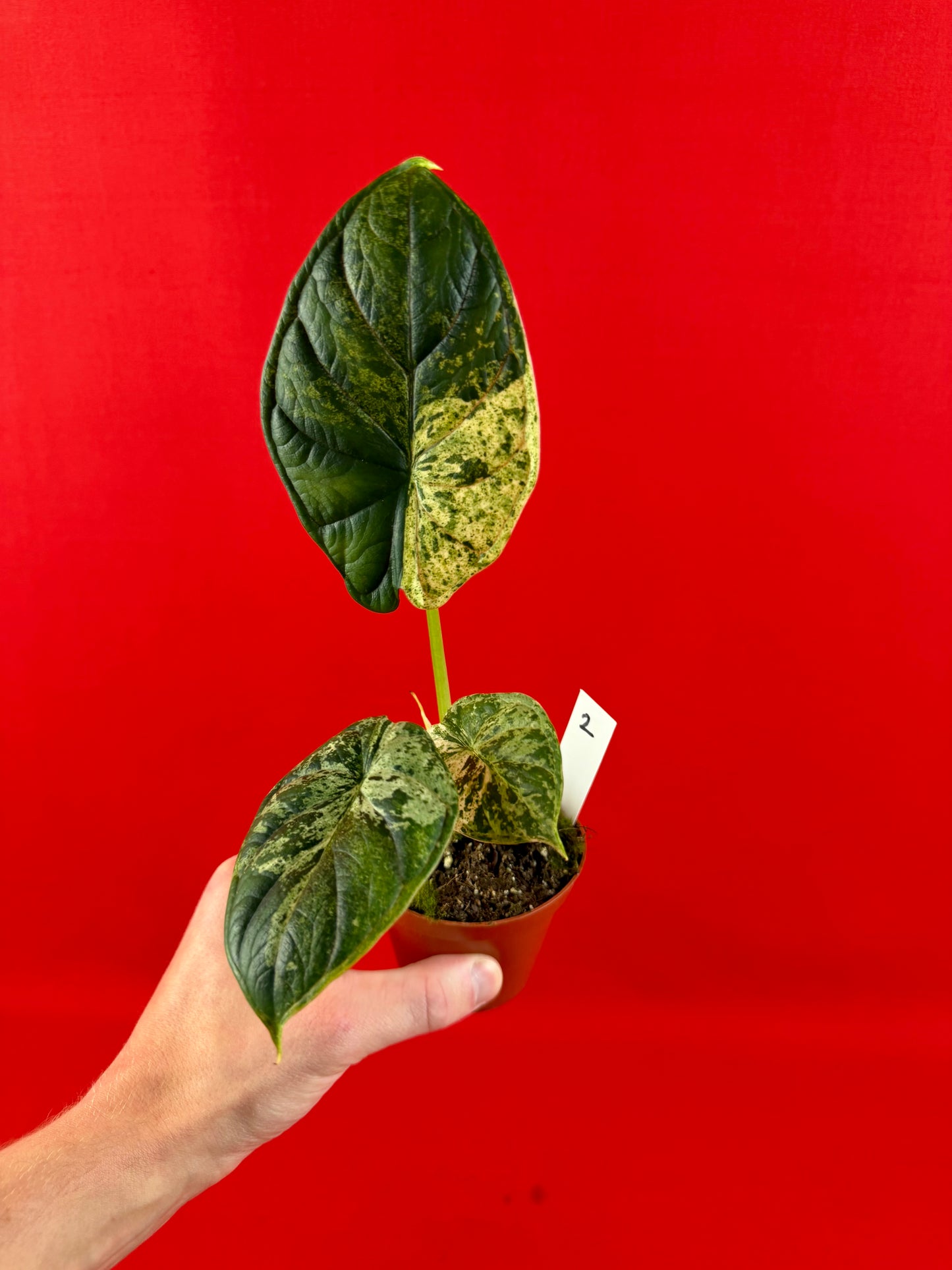Alocasia Dragon Scale Mint