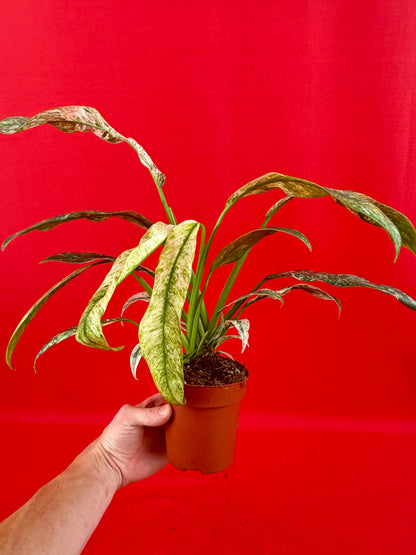 Raphidophora puberula Variegata