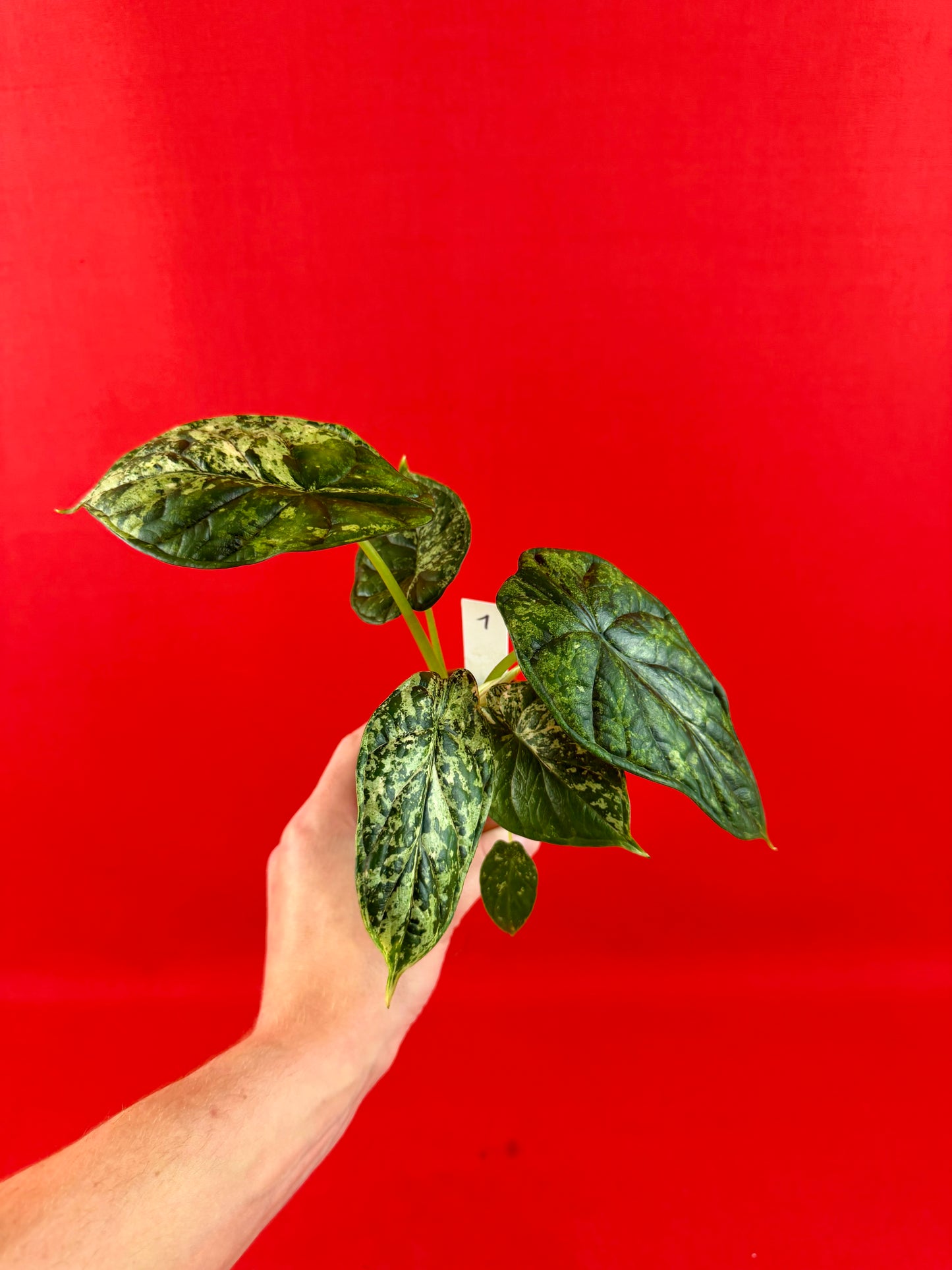 Alocasia Dragon Scale Mint