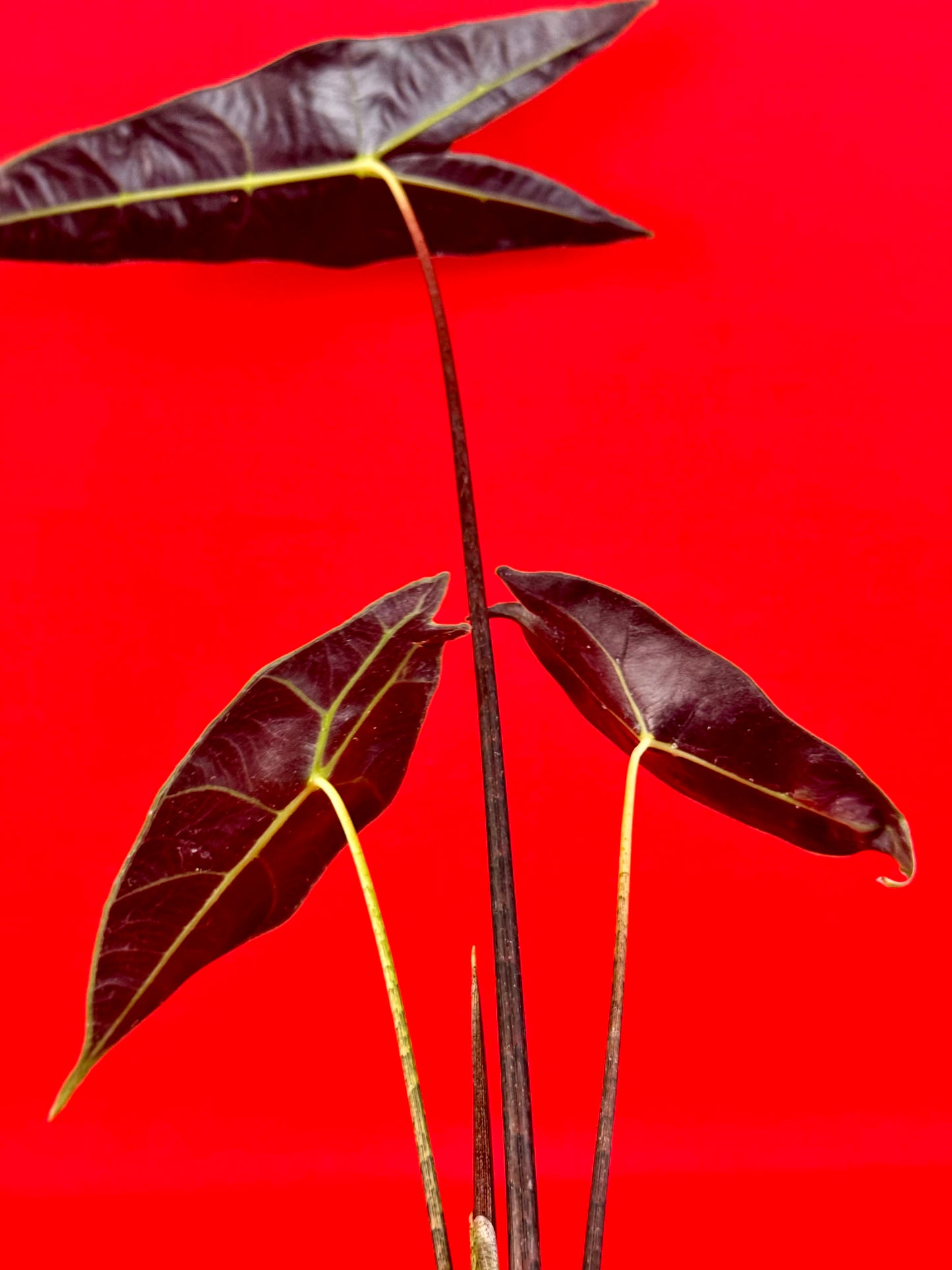 Alocasia longiloba Silver