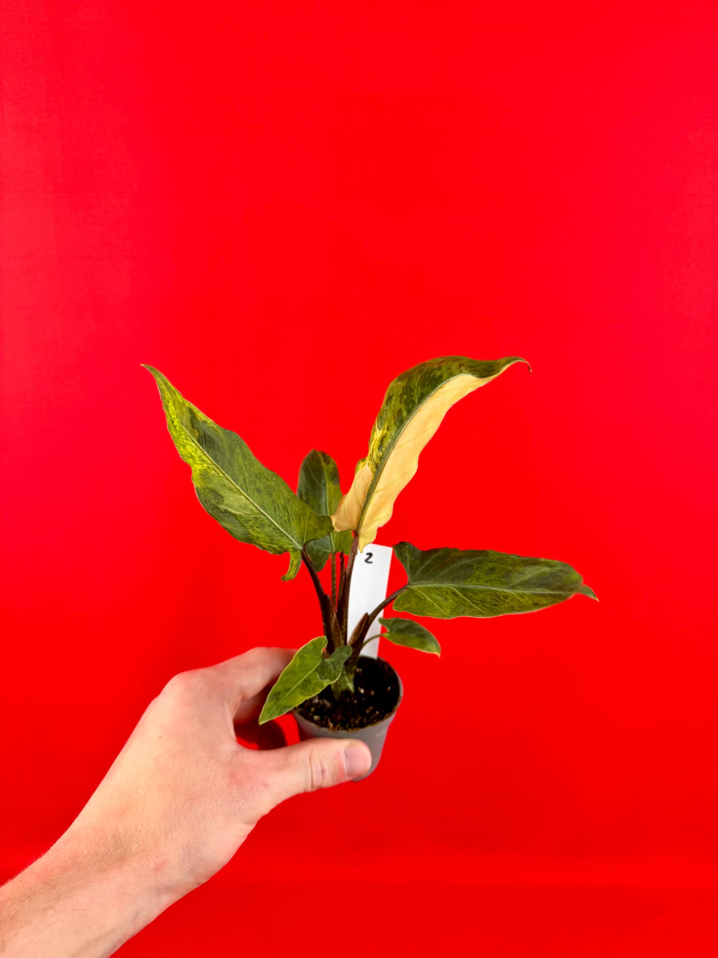 Alocasia lauterbachiana 'Variegata' (s)