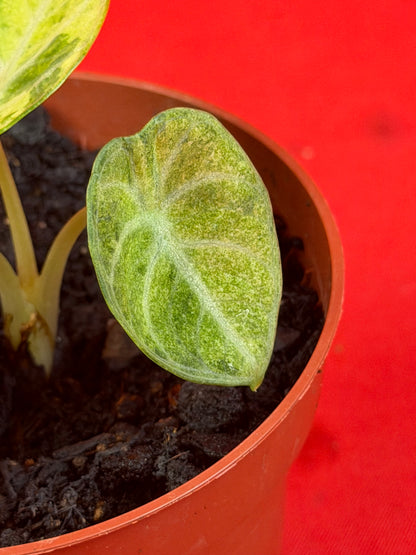 Alocasia Ninja Aurea Variegata - LUplnts