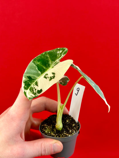 Alocasia micholitziana 'Frydek Variegata' (s)