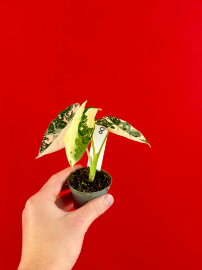 Alocasia micholitziana 'Frydek Variegata' (s)