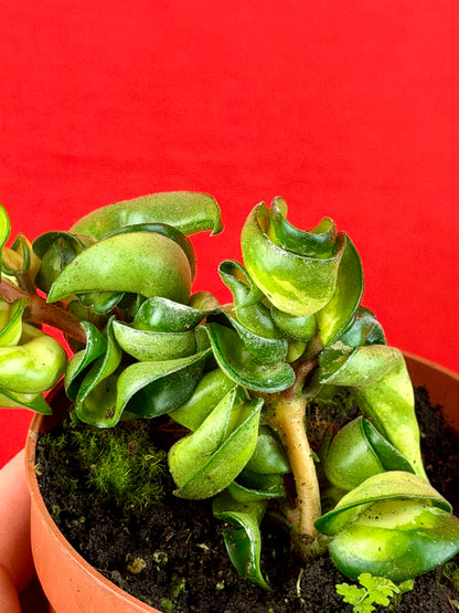 Hoya Carnosa ‘Compacta Mauna Loa‘