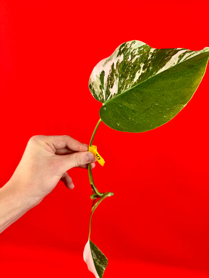Monstera Deliciosa Variegata (cutting)