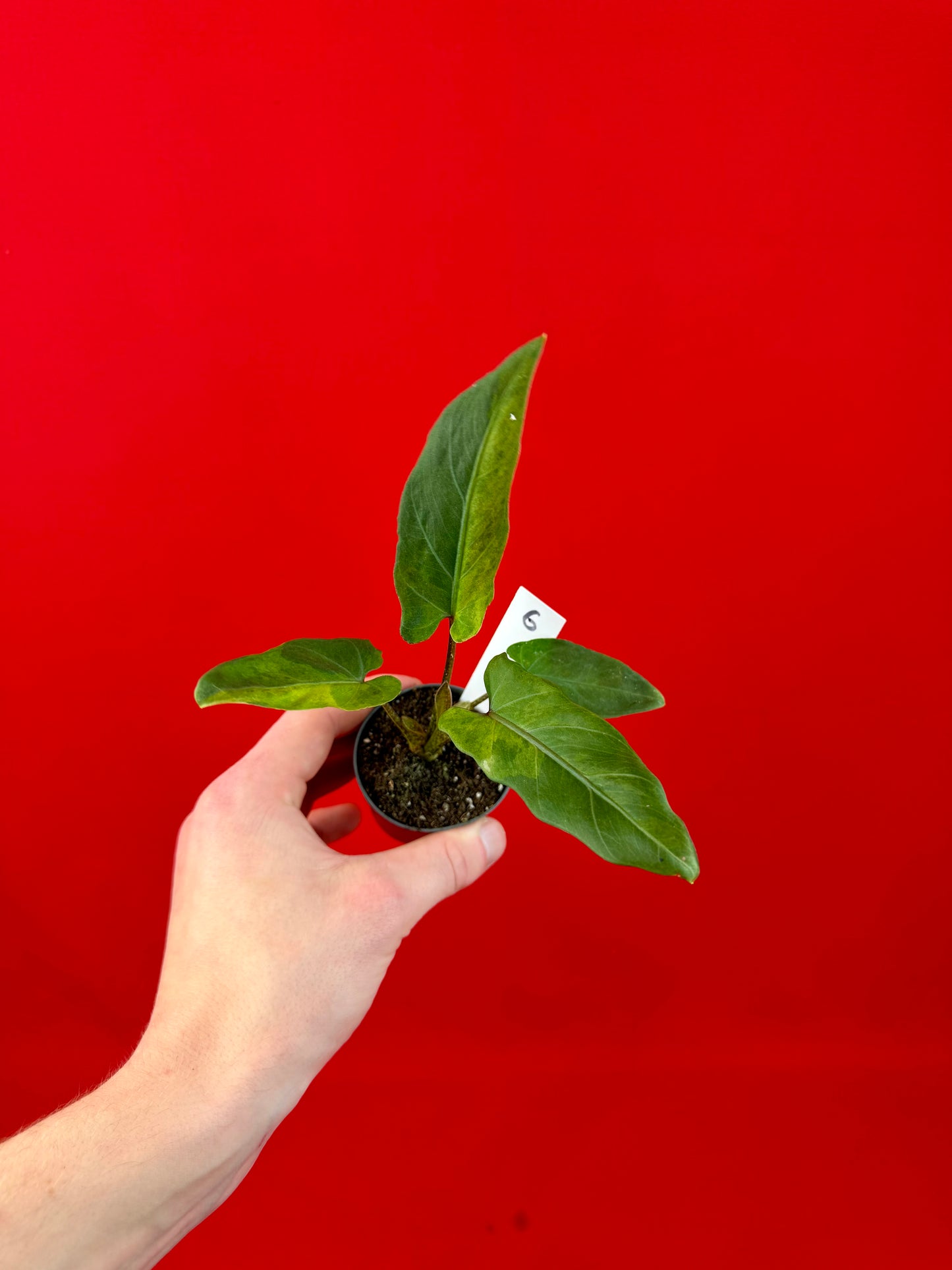 Alocasia lauterbachiana 'Variegata' (s)