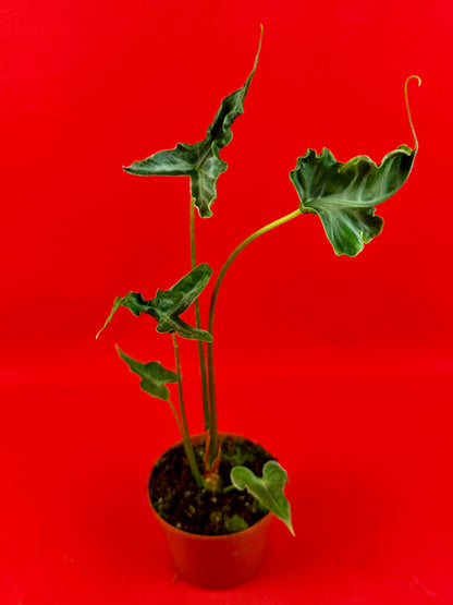 Alocasia Teletubbies