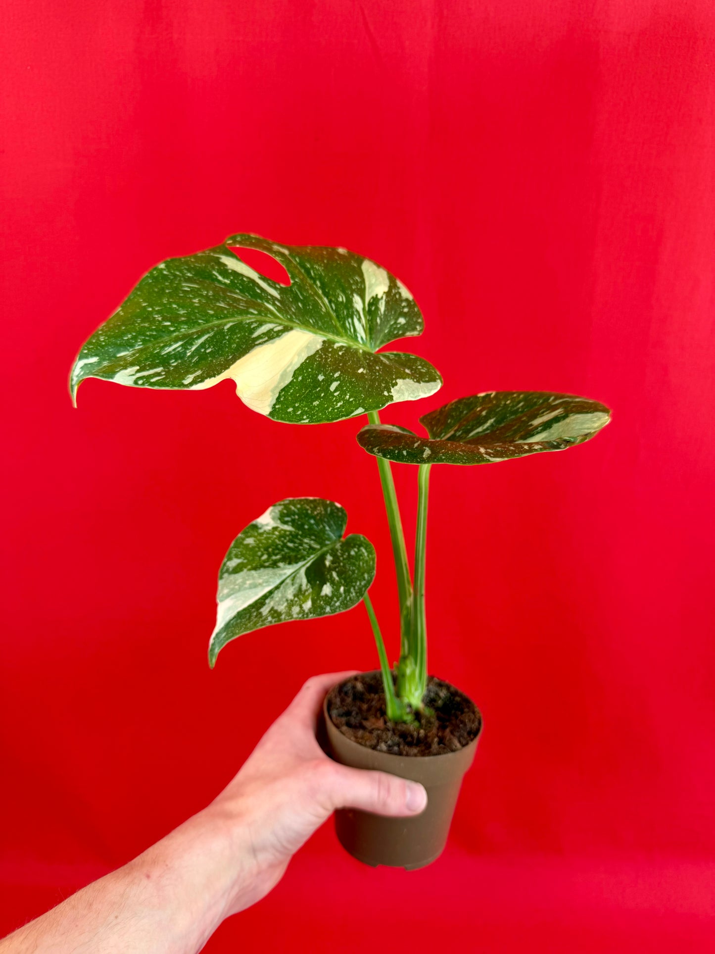 Monstera Thai Constellation - LUplnts