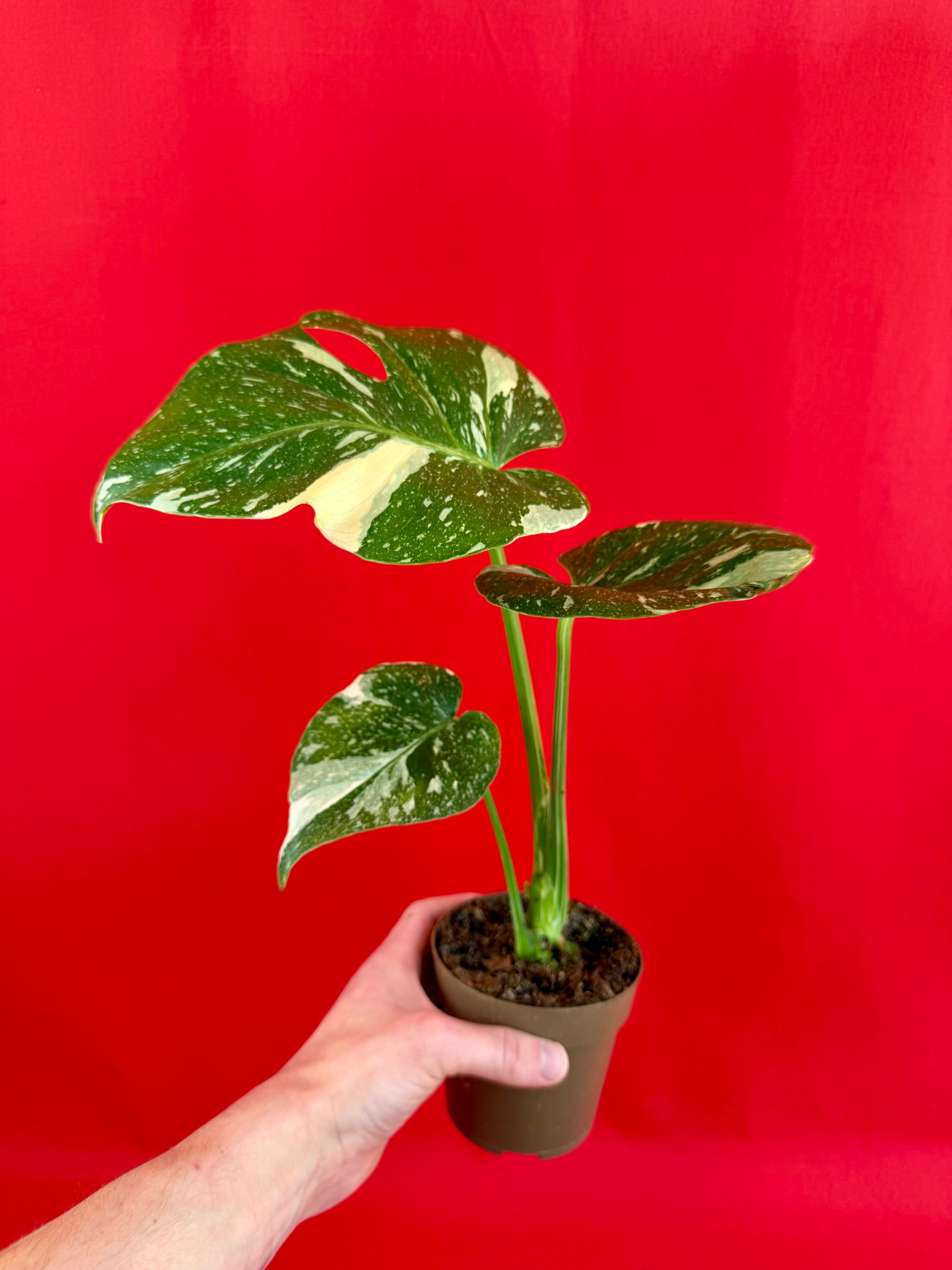 Monstera Thai Constellation - LUplnts