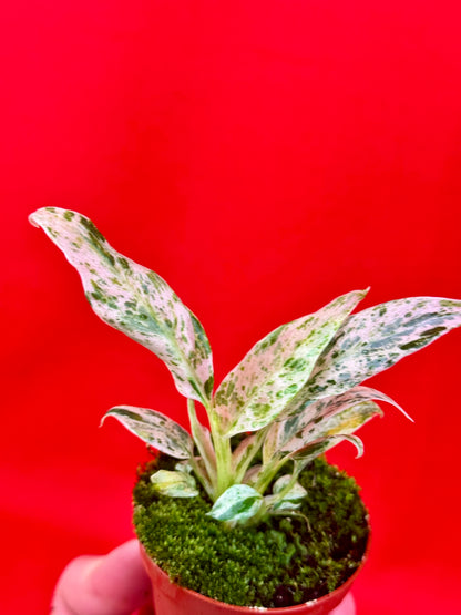 Raphidophora puberula ‘variegata’ (s) - LUplnts
