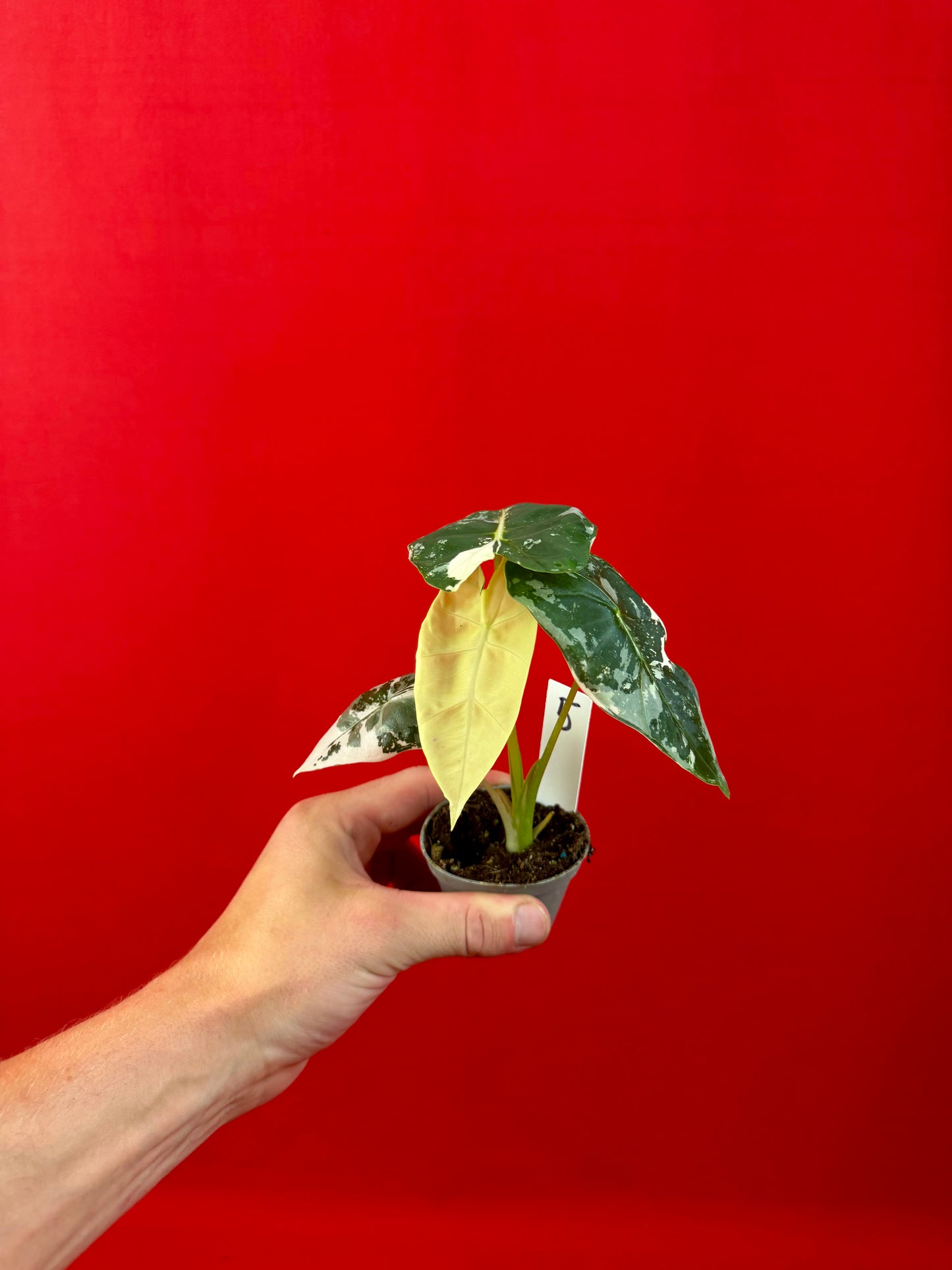 Alocasia micholitziana 'Frydek Variegata' (s)
