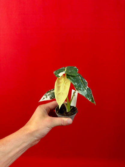 Alocasia micholitziana 'Frydek Variegata' (s)