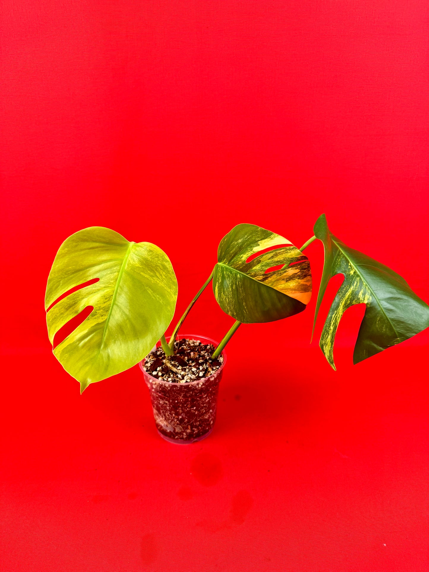 Monstera Deliciosa Aurea - LUplnts