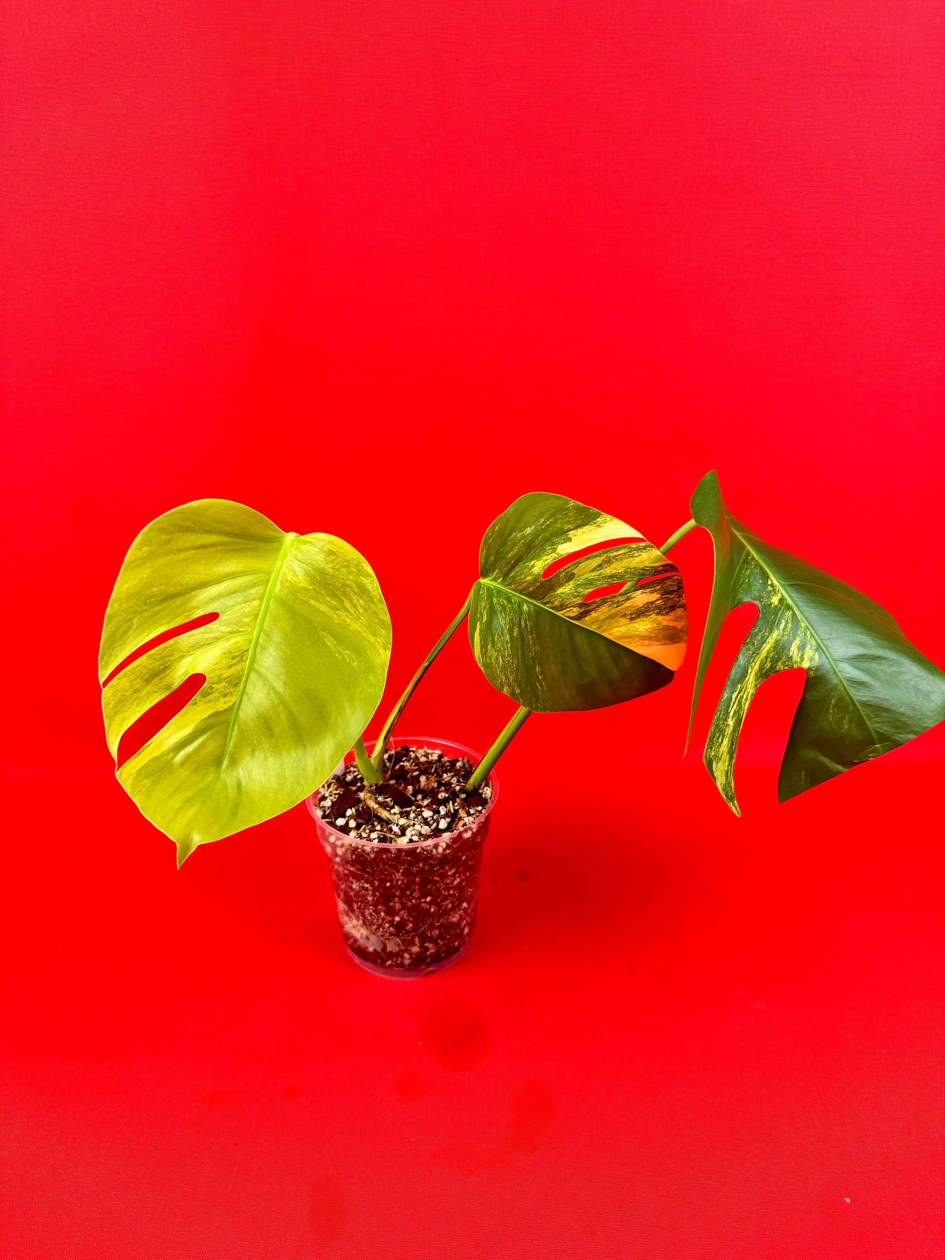 Monstera Deliciosa Aurea - LUplnts