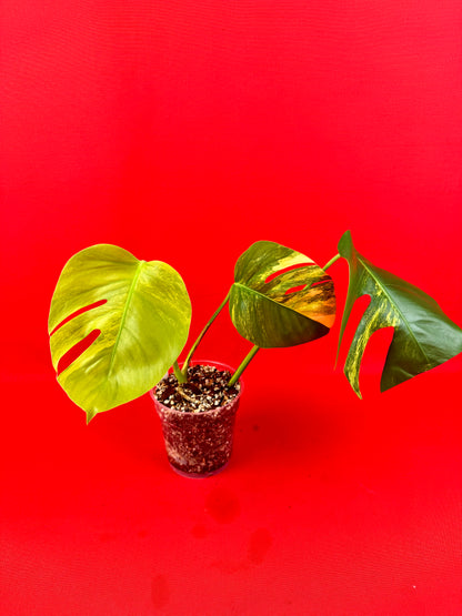 Monstera Deliciosa Aurea - LUplnts