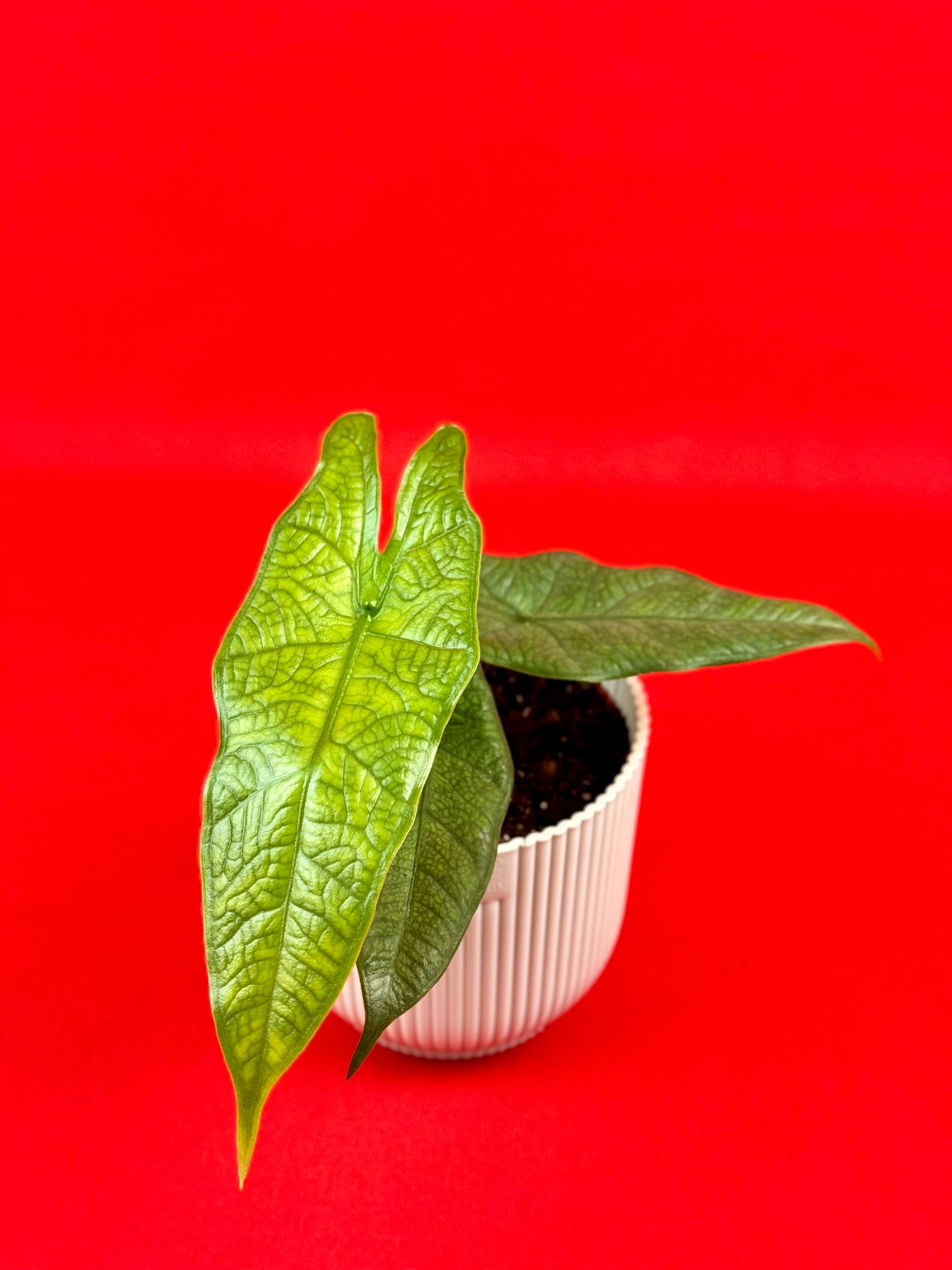 Alocasia sulawesi 'Green Carpet' - LUplnts