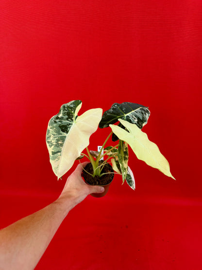 Alocasia micholitziana ‚Frydek Variegata‘