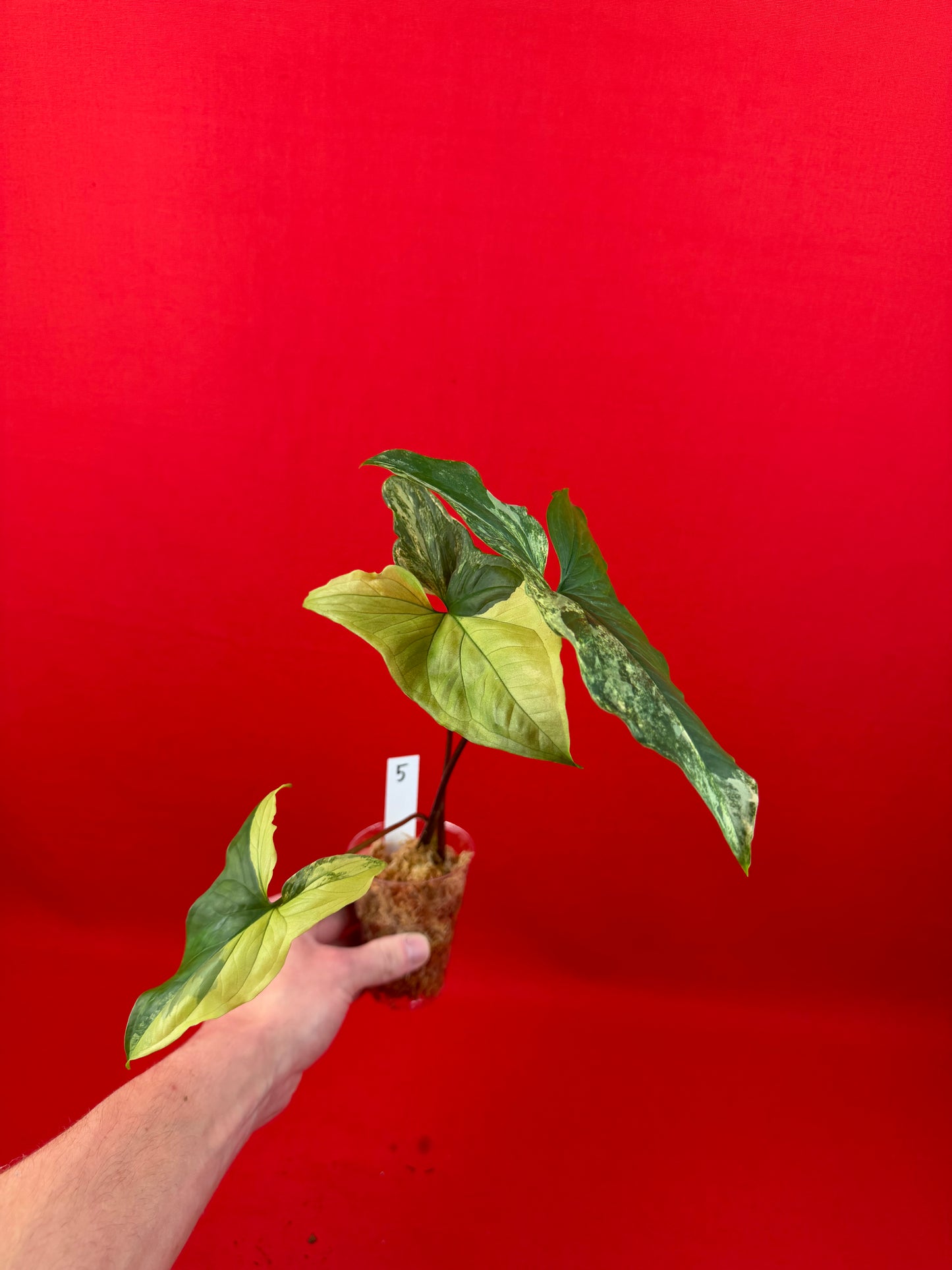 Syngonium Variegata (s) - LUplnts