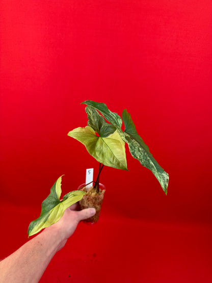 Syngonium Variegata (s) - LUplnts