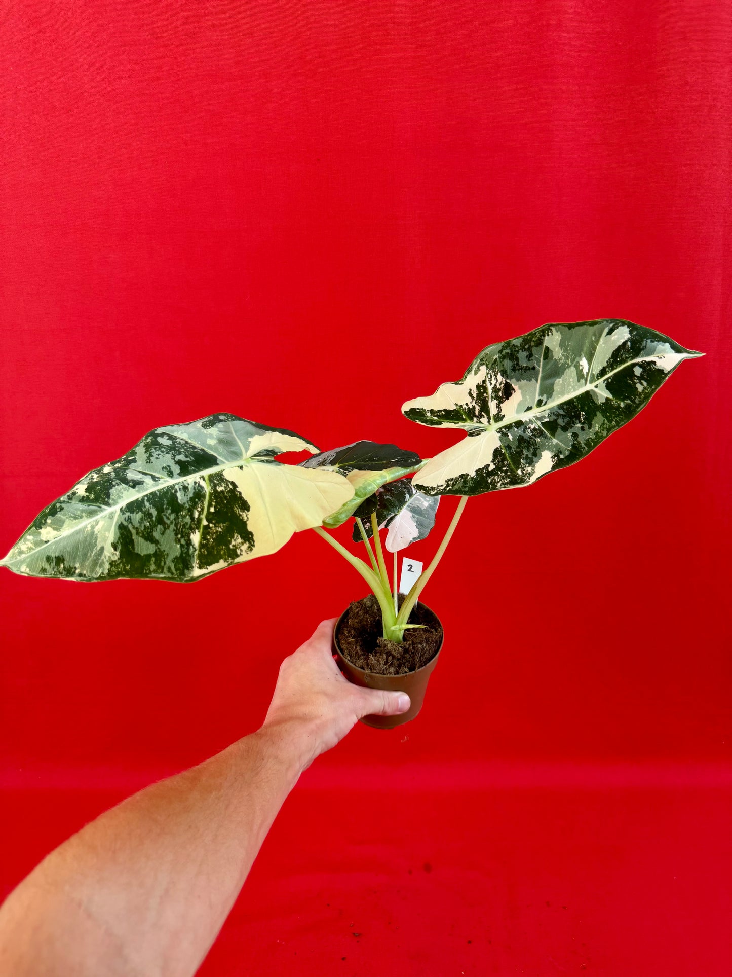 Alocasia micholitziana ‚Frydek Variegata‘