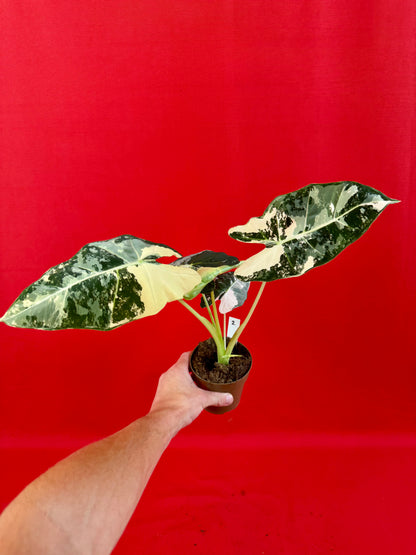 Alocasia micholitziana ‚Frydek Variegata‘