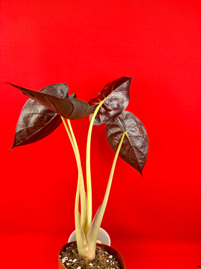 Alocasia wentii