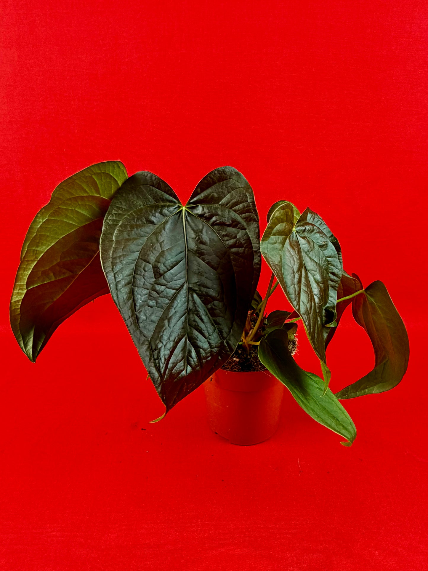 Anthurium Queen of Hearts