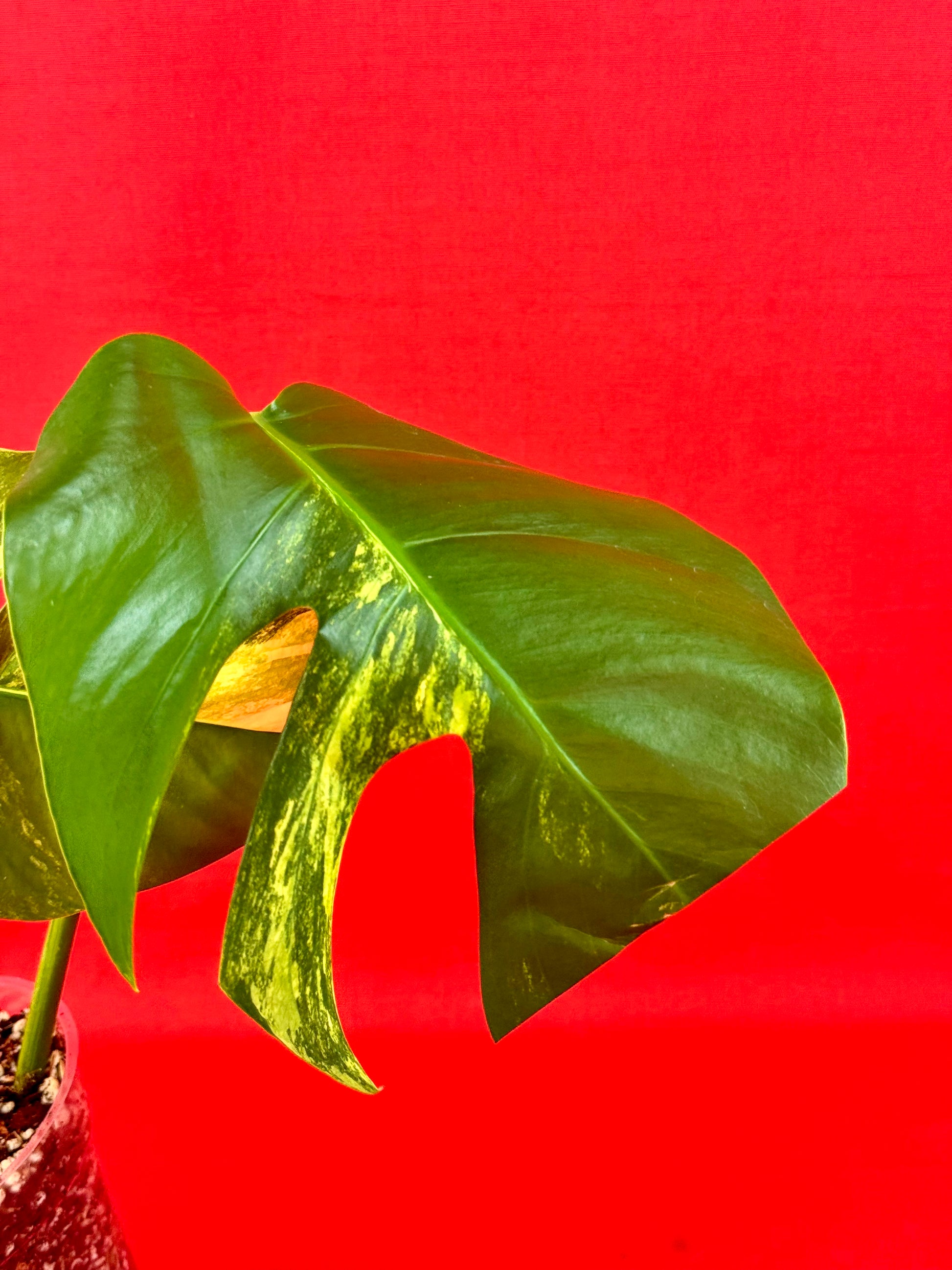Monstera Deliciosa Aurea - LUplnts