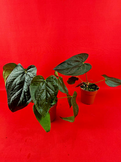 Anthurium Queen of Hearts