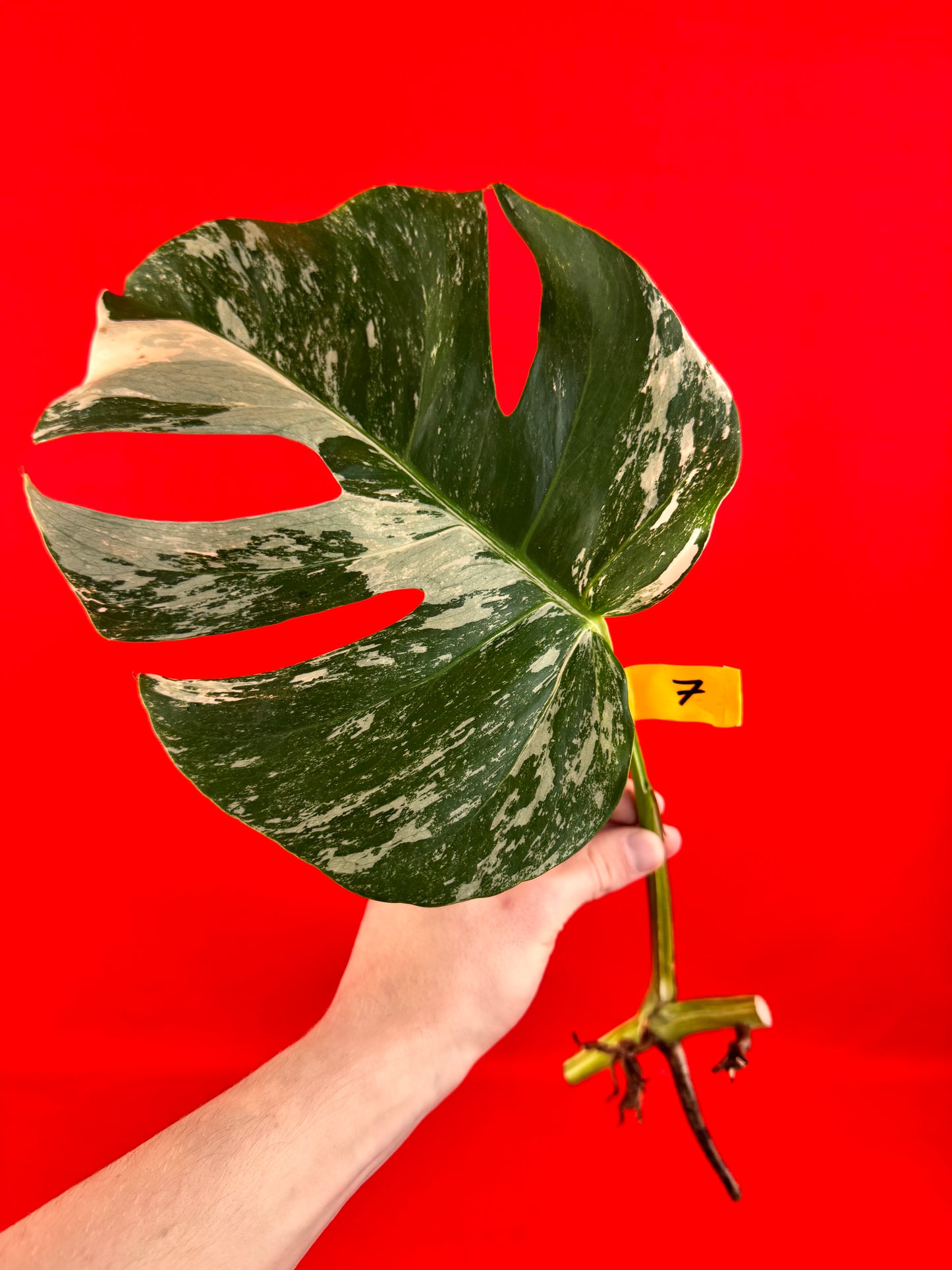 Monstera Deliciosa Variegata (bouture)