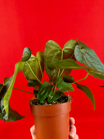 Anthurium Queen of Hearts