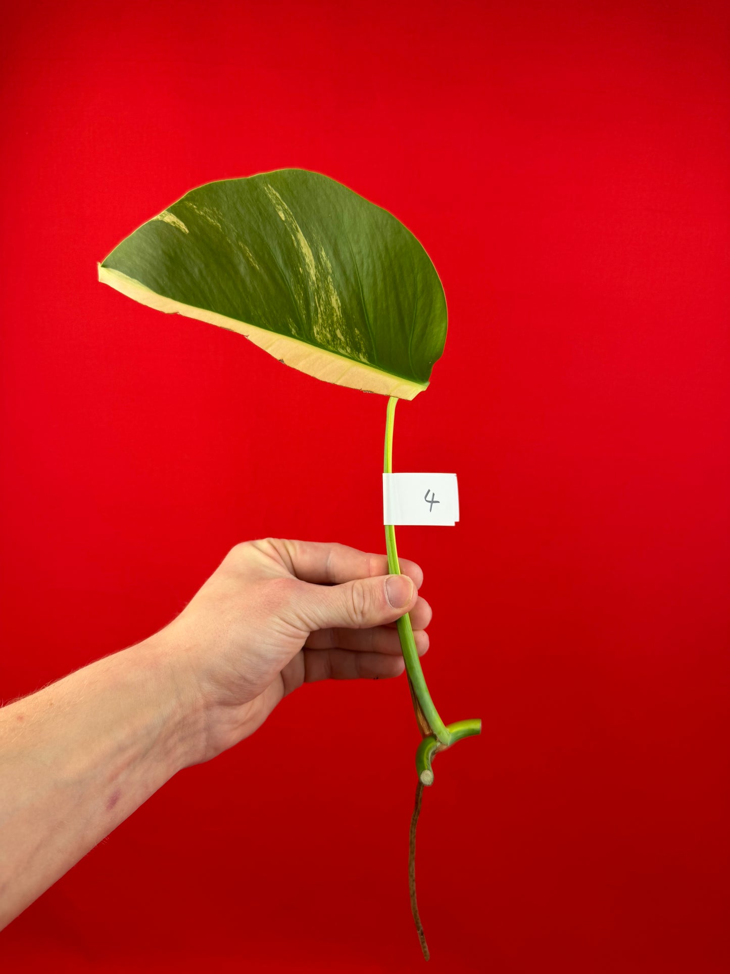 Monstera Deliciosa Aurea (cutting) - LUplnts