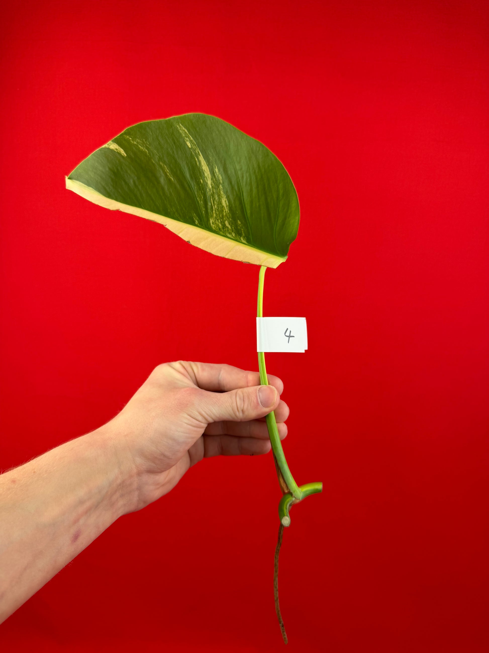 Monstera Deliciosa Aurea (cutting) - LUplnts