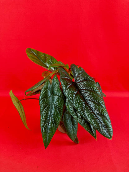 Alocasia Scalprum