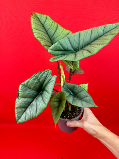 Alocasia Platinum - LUplnts