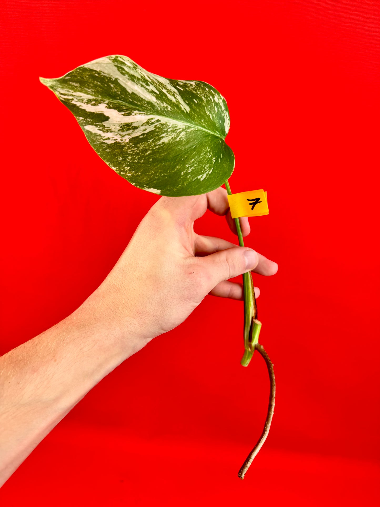 Monstera Deliciosa Variegata (cutting)