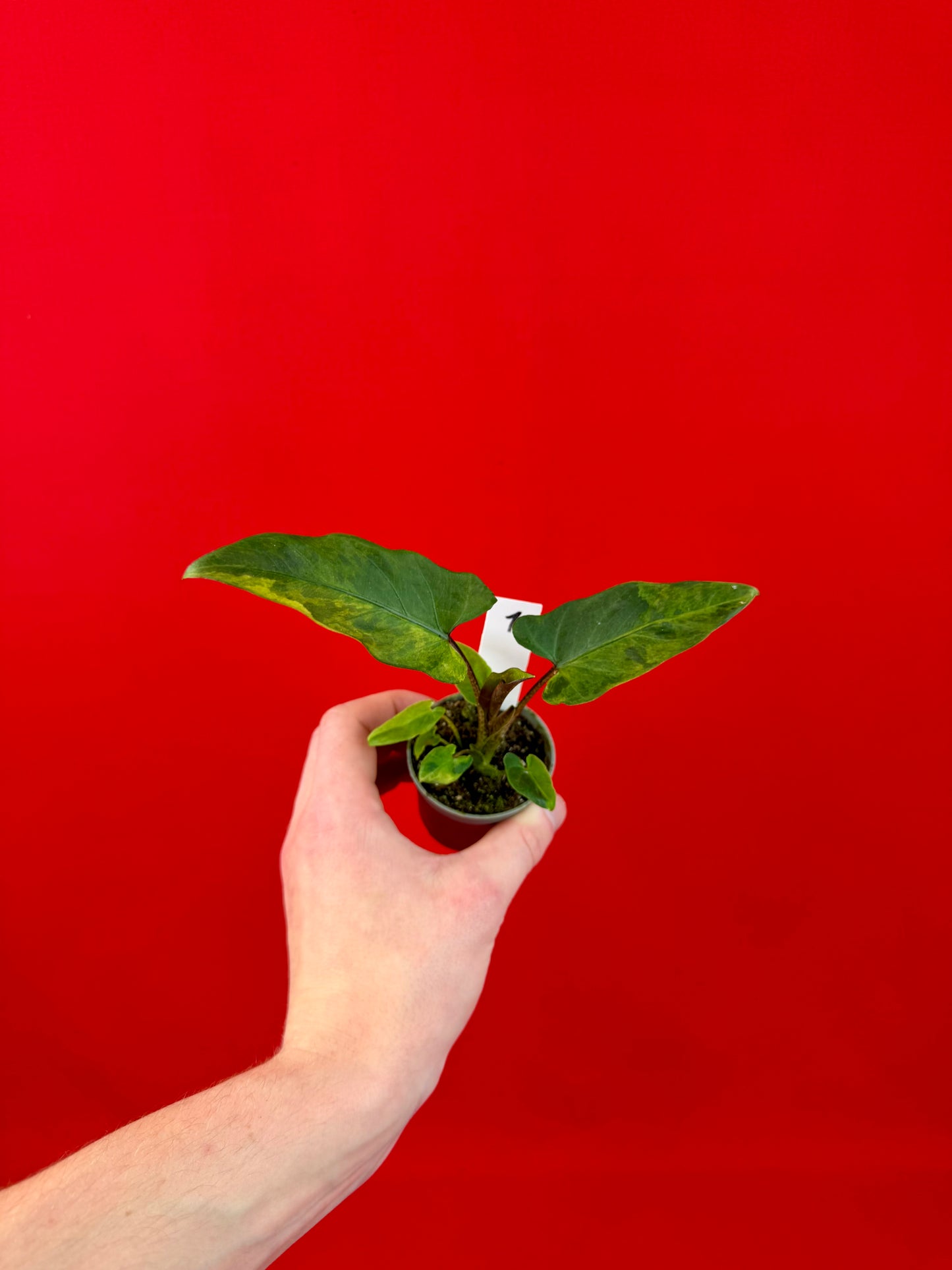 Alocasia lauterbachiana 'Variegata' (s)