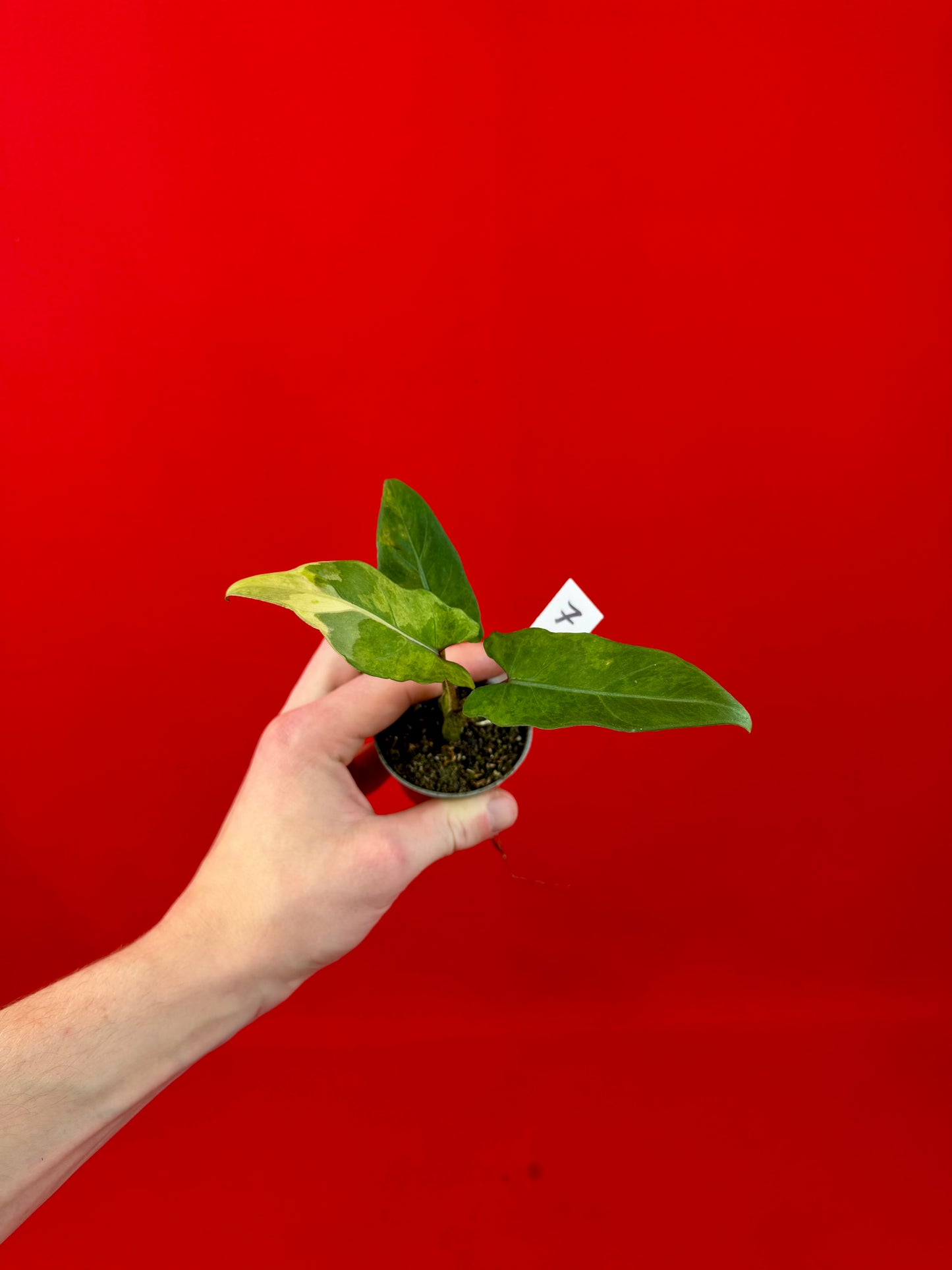 Alocasia lauterbachiana 'Variegata' (s)