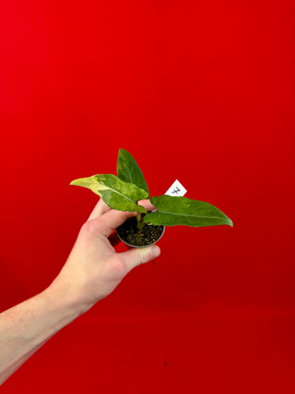 Alocasia lauterbachiana 'Variegata' (s)