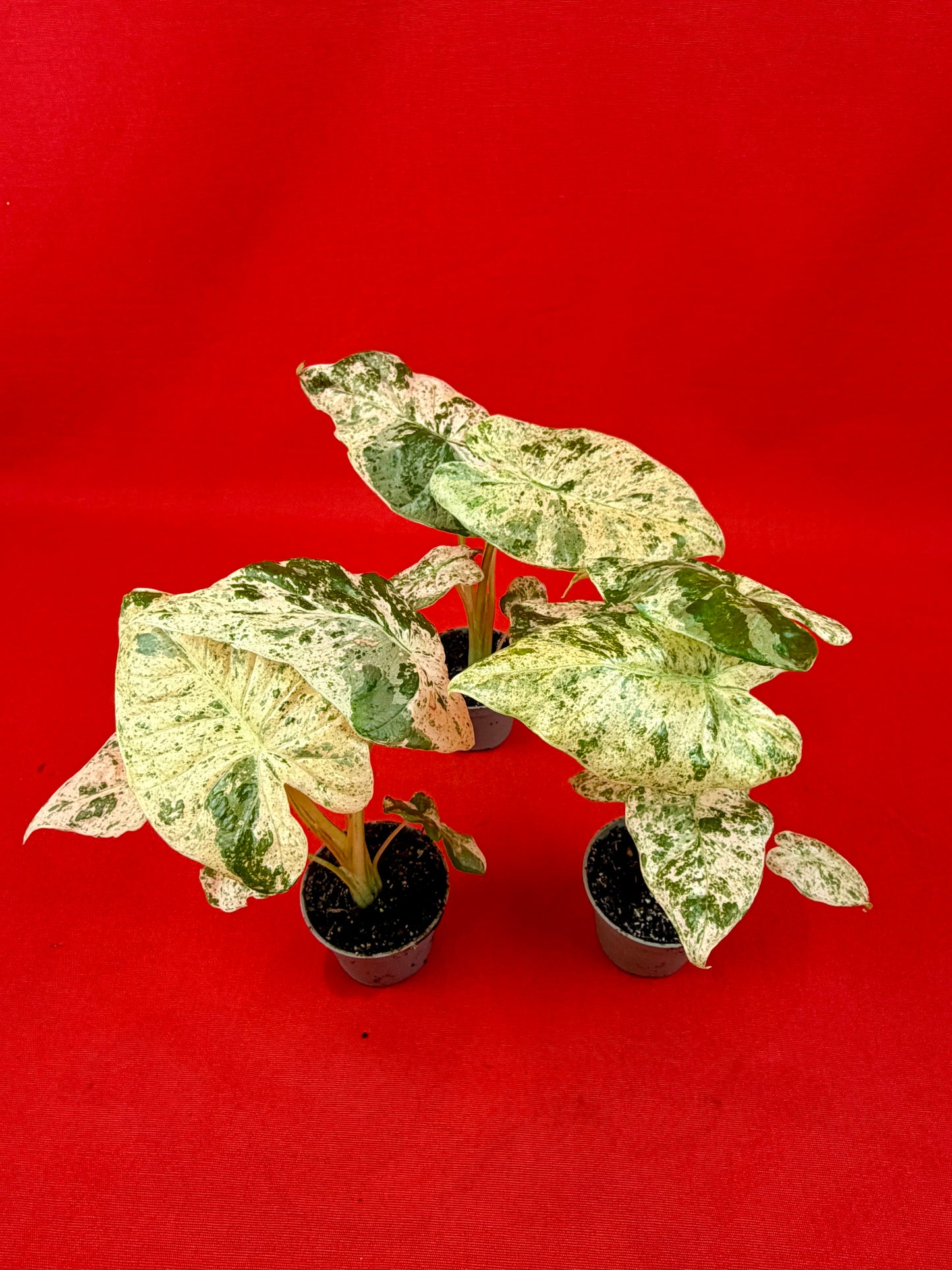 Alocasia macrorrhizos 'Camouflage' (s)