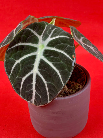 Alocasia Ninja (incl. pot) - LUplnts
